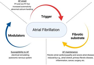 The Atrium in Atrial Fibrillation – A Clinical Review on How to Manage Atrial Fibrotic Substrates